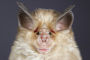 Photo credit: Mediterranean horseshoe bat (Rhinolophus euryale) portrait // ShutterStock